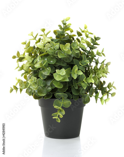 Home plant in pot