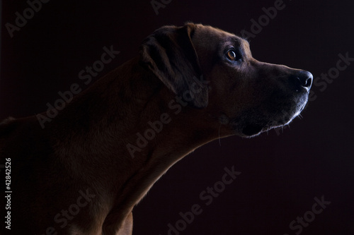 Rhodesian Ridgeback Portrait Lowkey