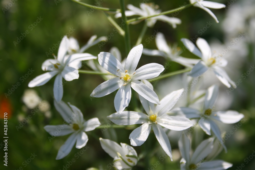 Flowers of Pyramidal Star-of-Bethlehem (Ornithogalum narbonense) Flowers of Pyramidal Star-of-Bethlehem (Ornithogalum narbonense)