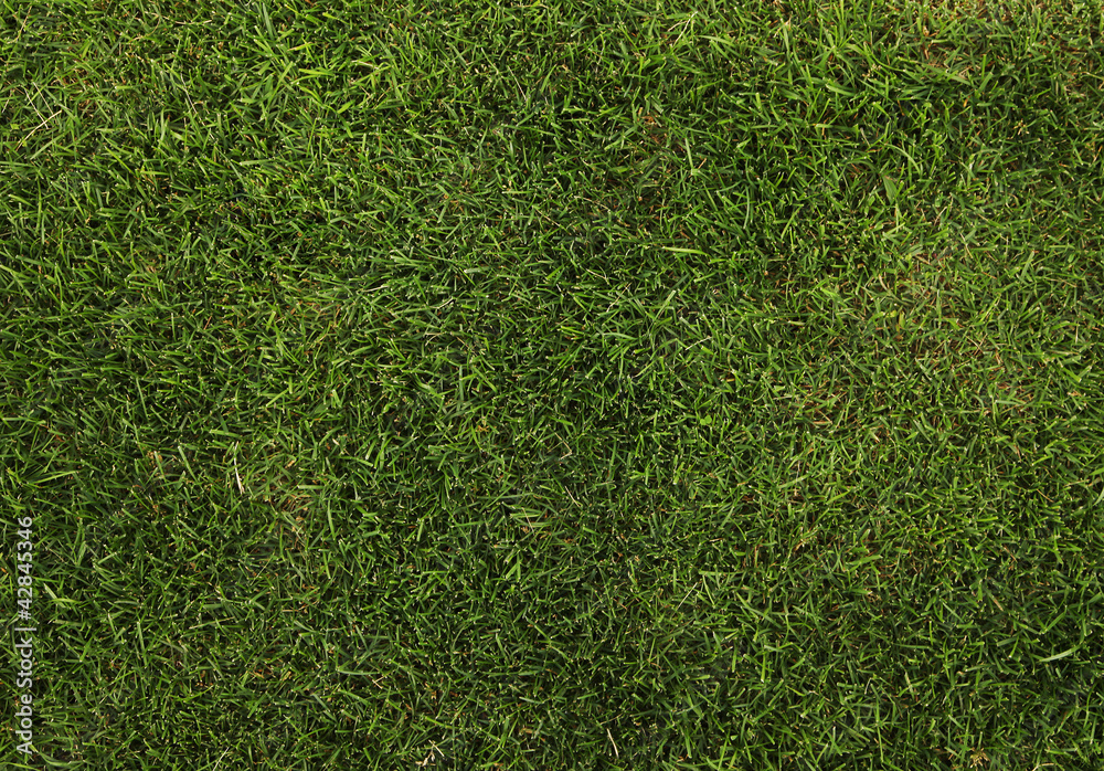 Obraz premium green grass