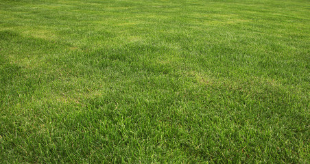 grass