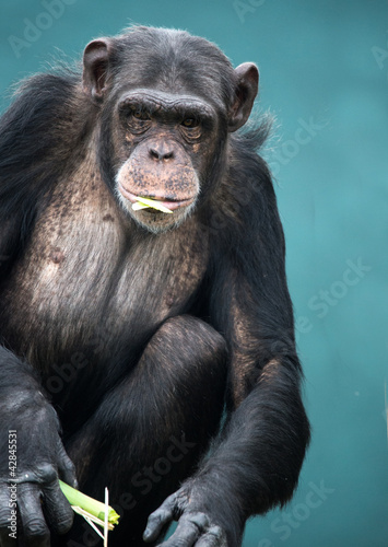 Chimpanzee