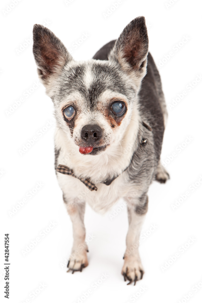 Old Blind Chihuahua Dog