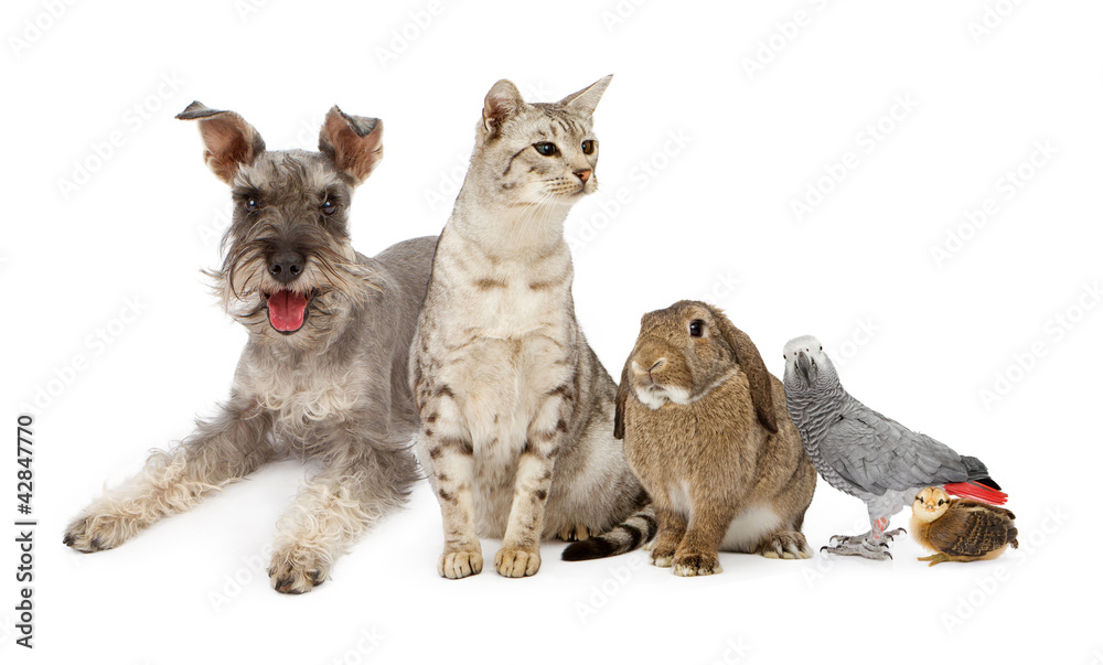 Fototapeta premium Group of Domestic Pets With Dog, Cat Rabbit and Birds
