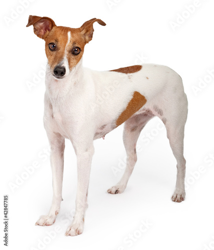 Jack Russell Terrier © adogslifephoto