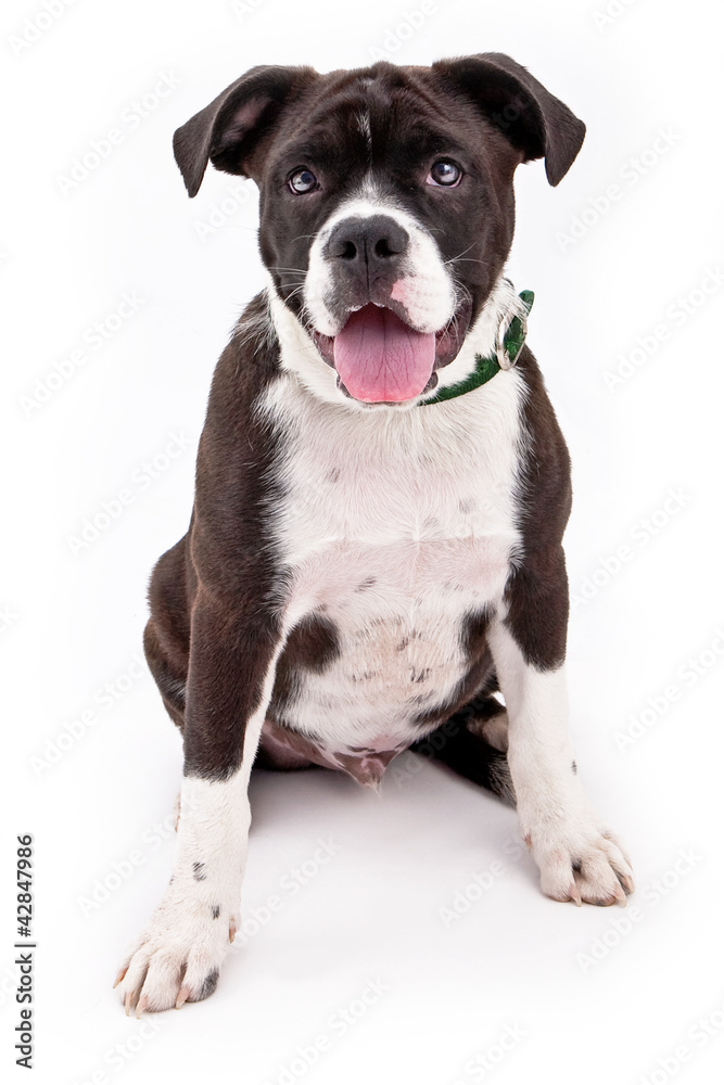 Adorable black and white mixed breed puppy Adorable black and white mixed breed puppy