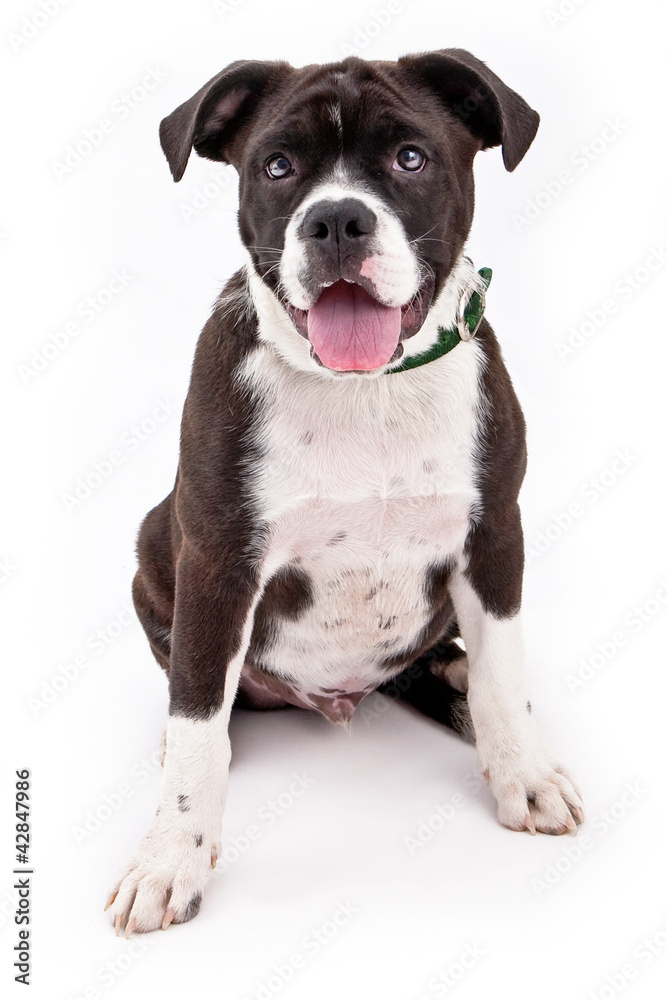 Adorable black and white mixed breed puppy