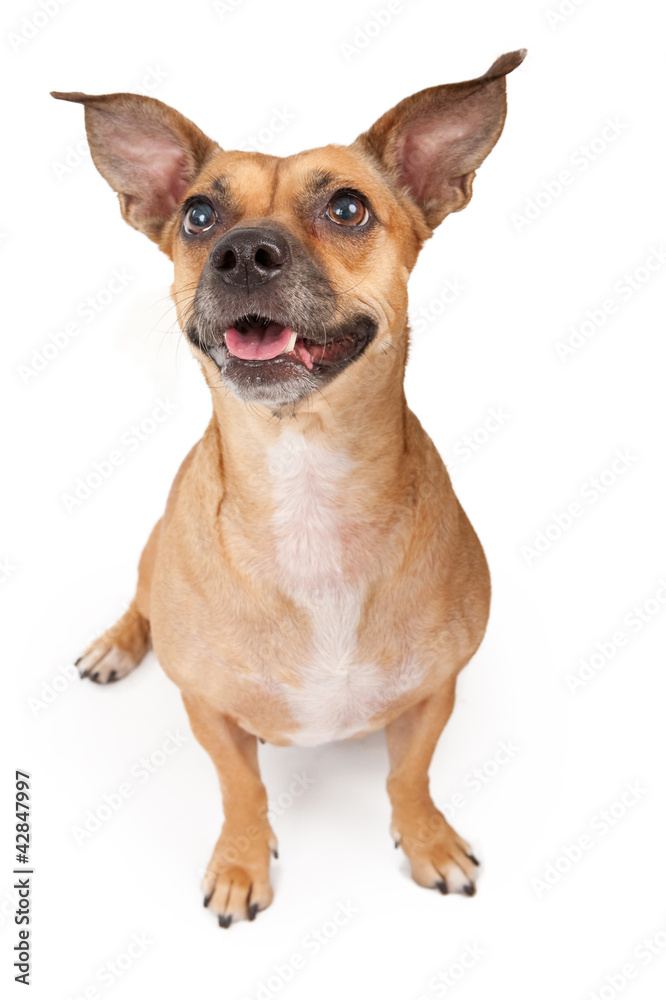 Small Mixed Breed Dog Small Mixed Breed Dog