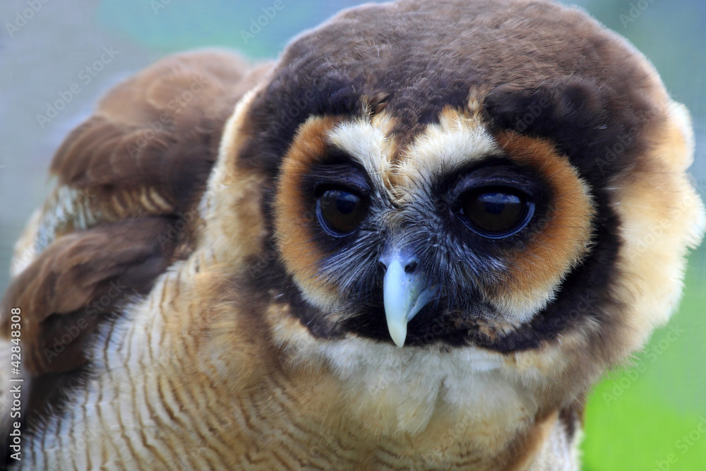 Fototapeta premium Brown wood owl of Malaysia