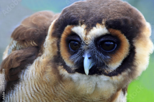 Brown wood owl of Malaysia