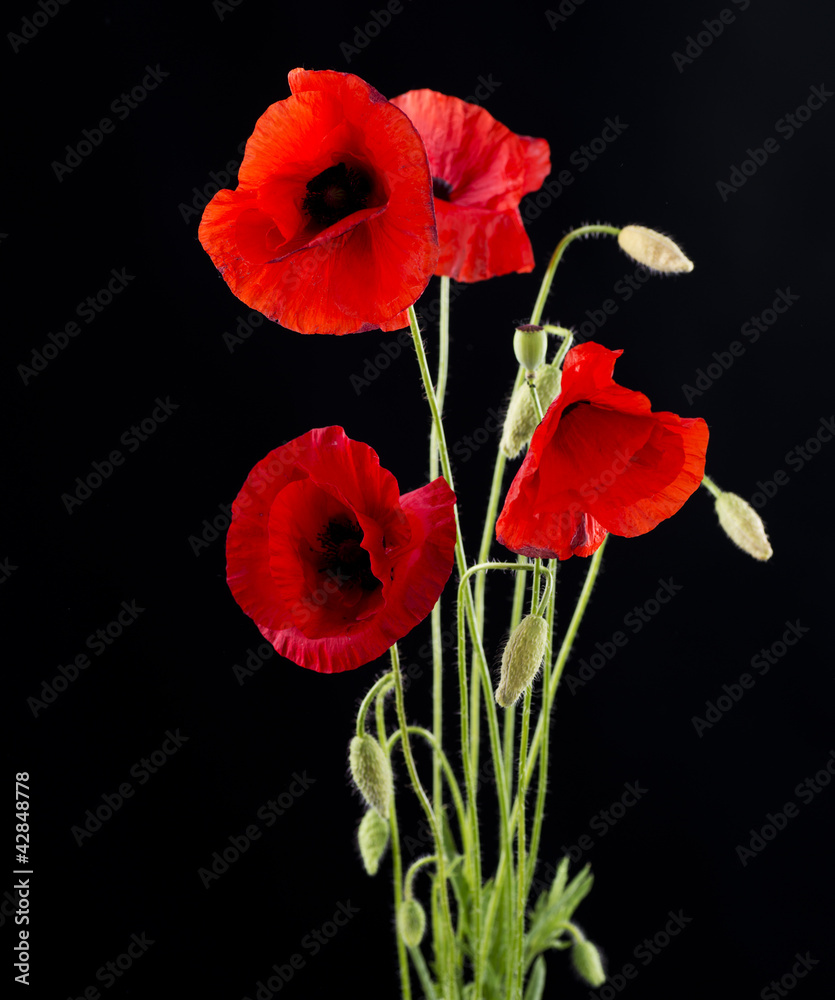Obraz premium Red Poppy Flower Isolated on Black