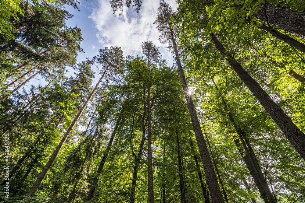 Fototapeta premium Forest trees in Puszcza Knyszynska