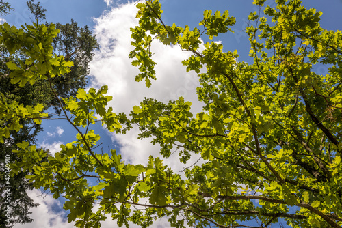 Background of green oak leaves