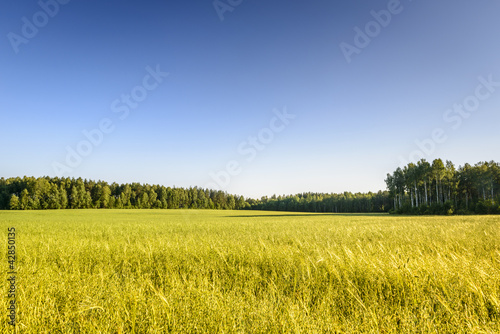 Ecological oat field in Poland