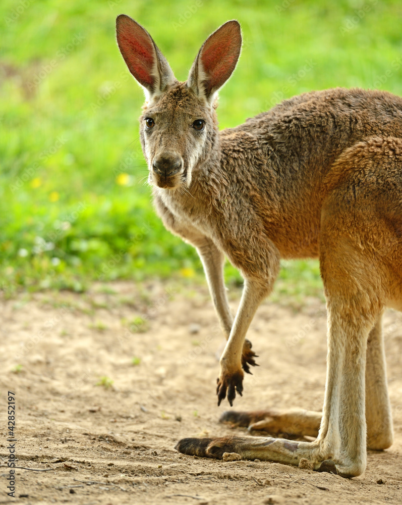 Kangaroo
