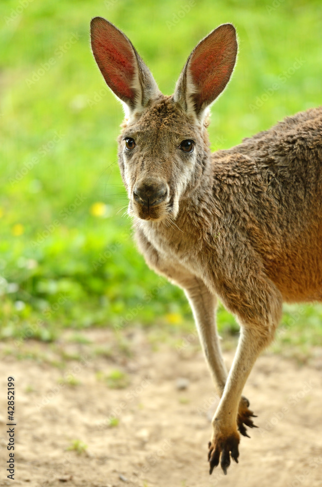 Kangaroo