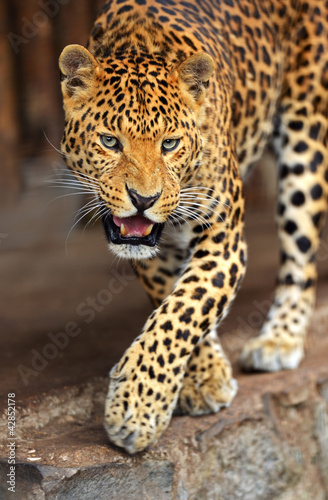 Leopard portrait