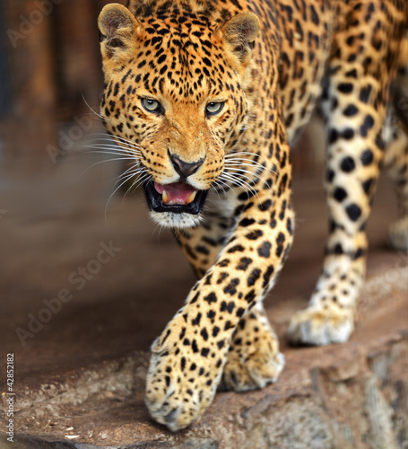 Leopard portrait