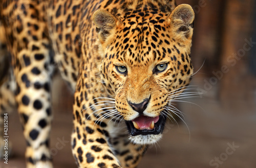 Leopard portrait © kyslynskyy