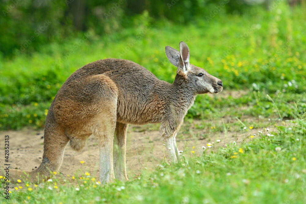 Kangaroo Kangaroo