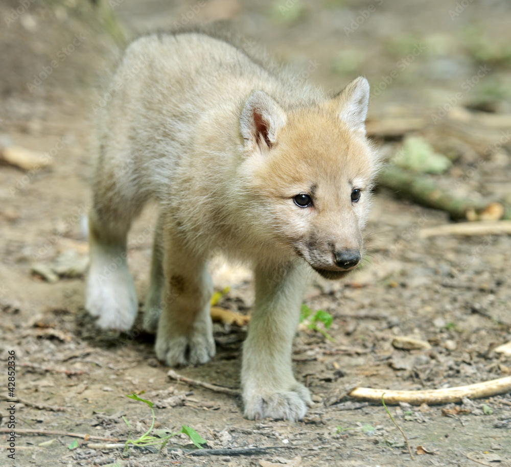 Fototapeta premium White wolf in forest