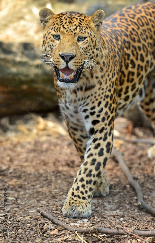 Leopard Leopard