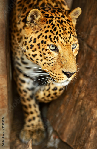 Obraz na płótnie Leopard portrait w salonie