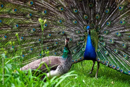 Peacock pair (Pavo cristatus)