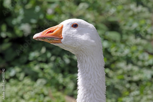with goose