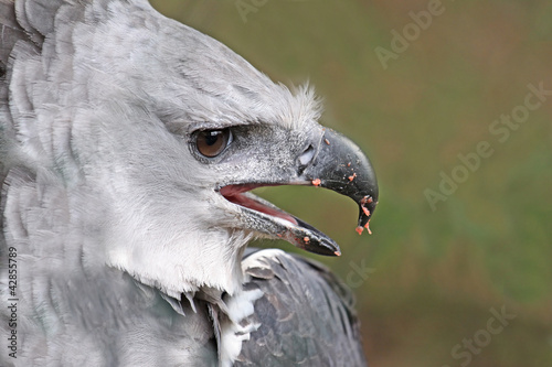 Foto close up male adult harpy eagle