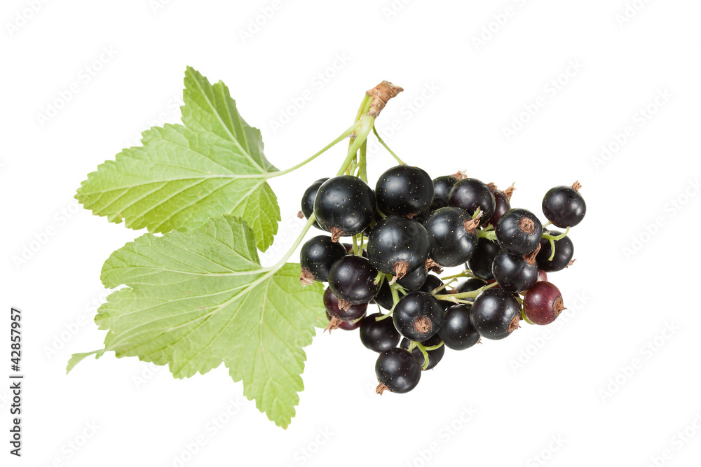 Black currants (Ribes nigrum) with leaves Black currants (Ribes nigrum) with leaves