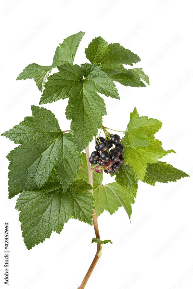 Black currants (Ribes nigrum) on branch Black currants (Ribes nigrum) on branch