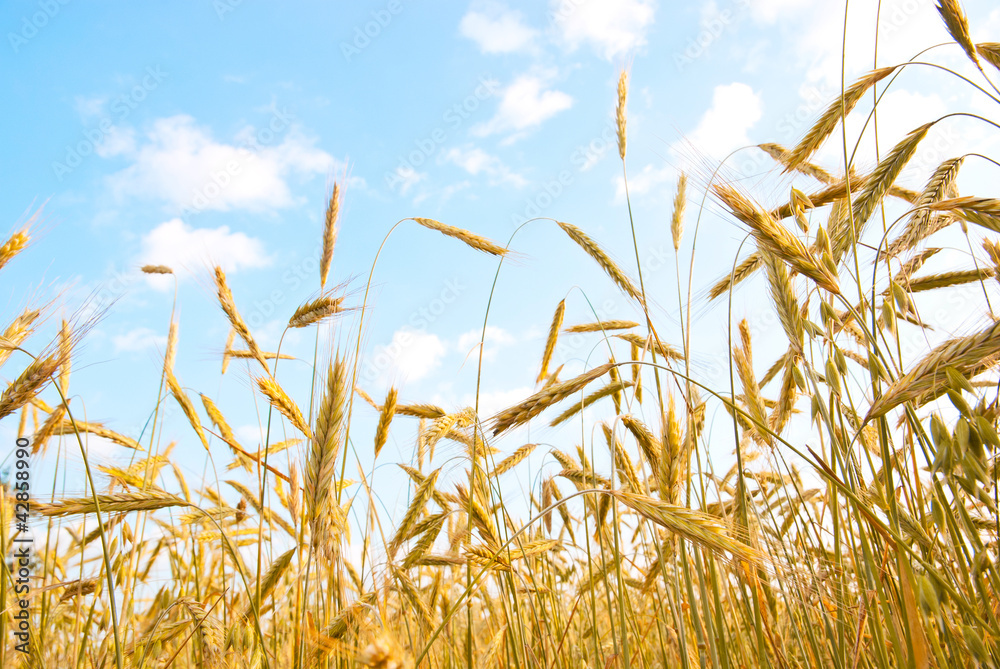 Obraz premium ear of wheat