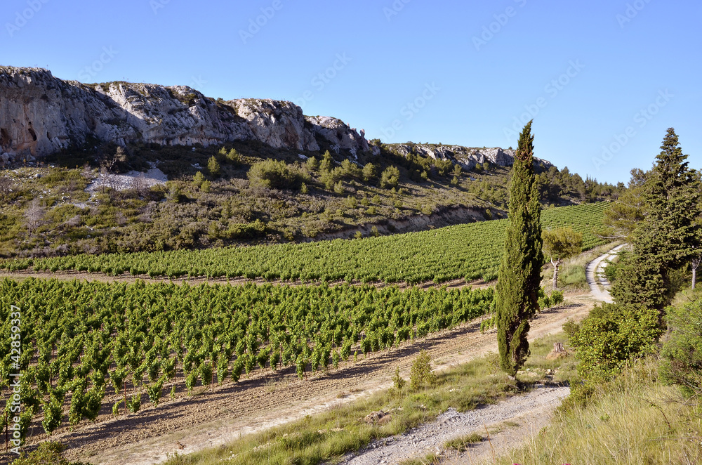 Vine near of Narbonne in France