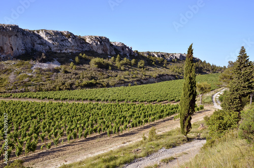 Valokuva Vine near of Narbonne in France