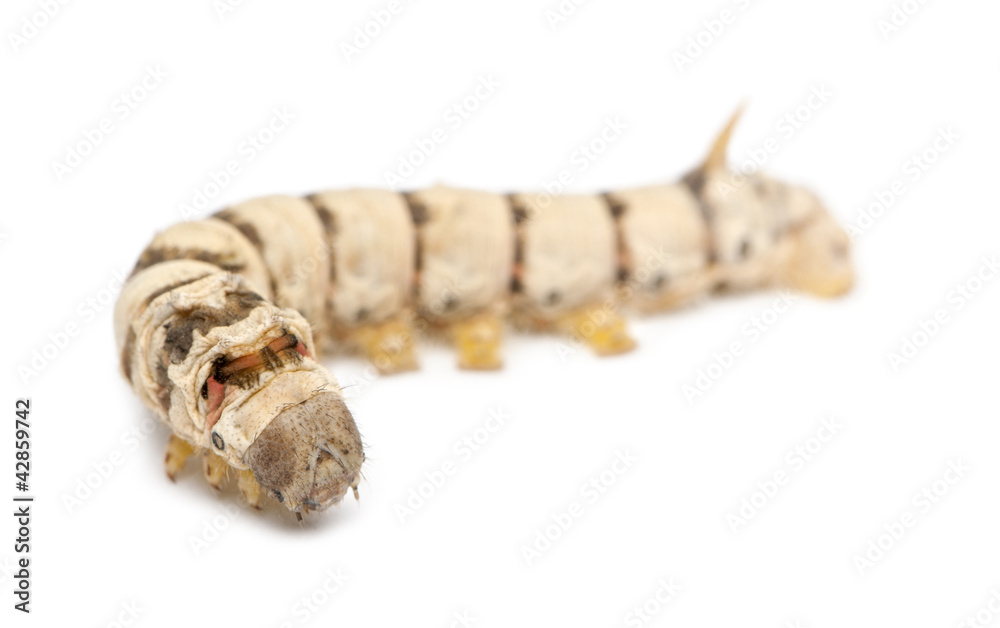 Naklejka premium Silkworm larvae, Bombyx mori