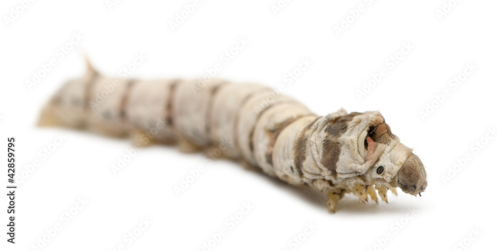Obraz premium Silkworm larvae, Bombyx mori
