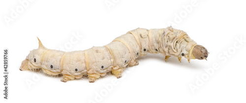 Silkworm larvae, Bombyx mori, against white background photo