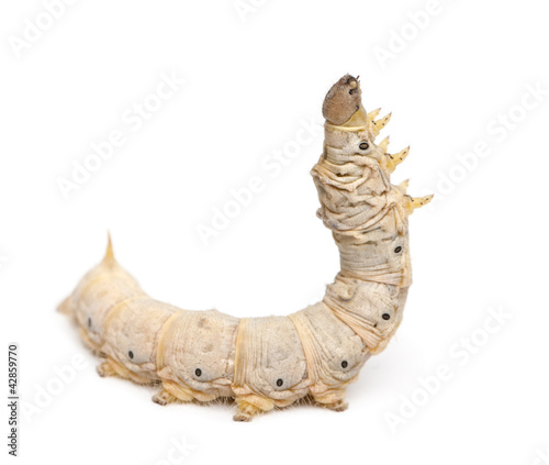 Silkworm larvae, Bombyx mori, against white background