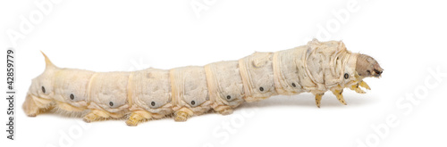 Silkworm larvae, Bombyx mori