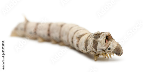 Fototapeta Naklejka Na Ścianę i Meble -  Silkworm larvae, Bombyx mori