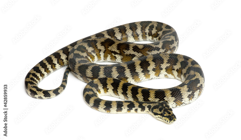 Obraz premium Python, Morelia spilota variegata, black and yellow