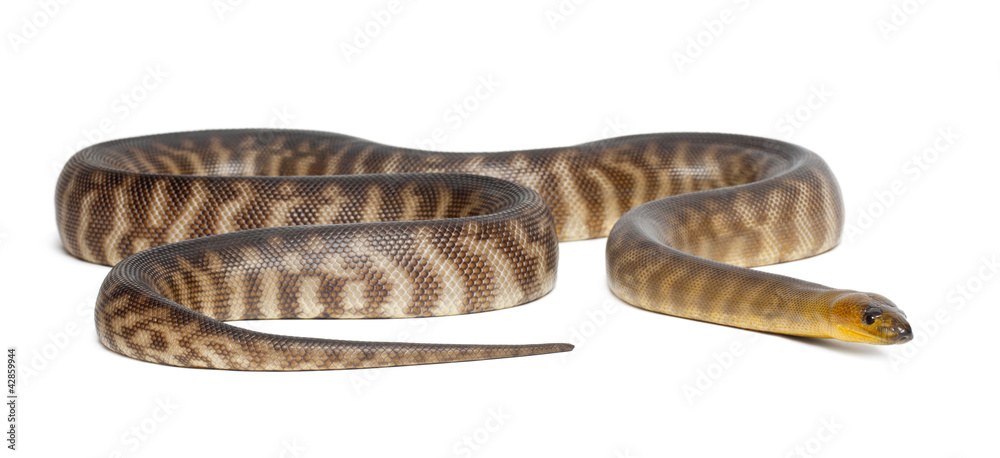 Naklejka premium Python, Aspidites ramsayi, against white background