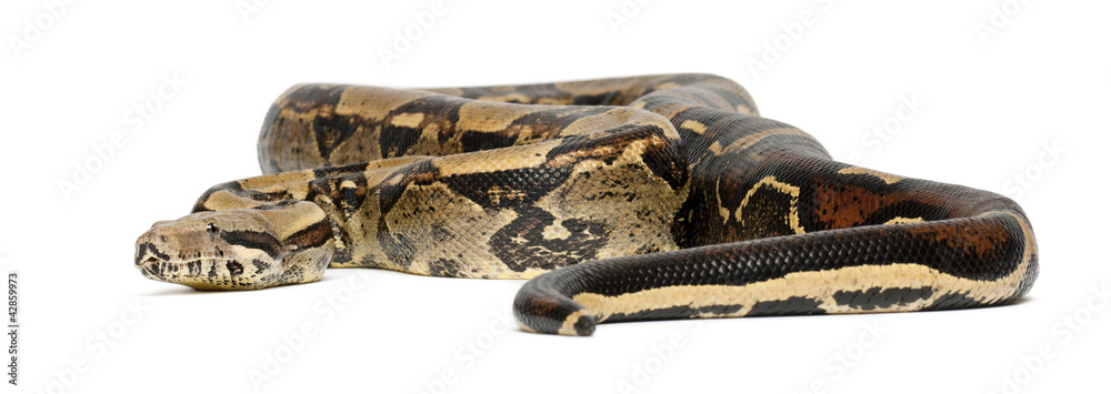 Fototapeta premium Common Northern Boa, Boa constrictor imperator