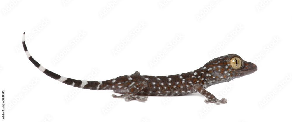 Fototapeta premium Tokay Gecko, Gekko gecko, against white background