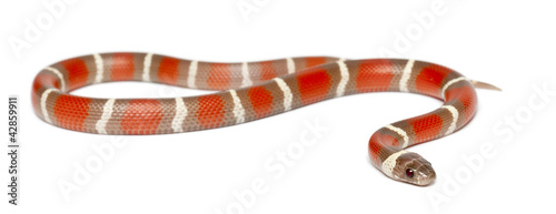 Milk Snake, Lampropeltis triangulum nelsoni photo
