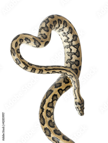 Python, Morelia spilota variegata © Eric Isselée