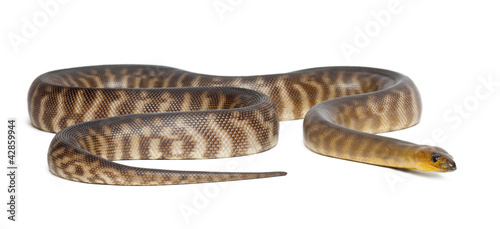 Python, Aspidites ramsayi, against white background photo
