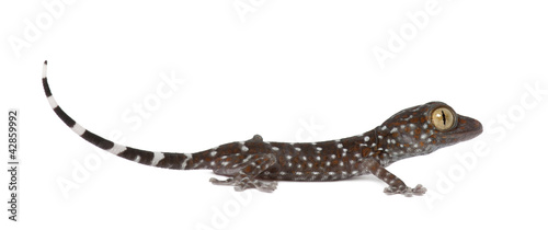 Tokay Gecko, Gekko gecko, against white background