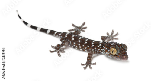 Tokay Gecko, Gekko gecko, portrait against white background